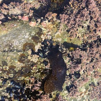 Abalone Cove Park - Why hello little sea hare! - Parks Near Me - Rancho Palos Verdes, California