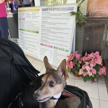 Bad Boy Burrito - a dog in a bag - Mexican Near Me - Islamorada, Florida