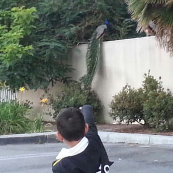 Target - Lucas pointing at a peacock lounging on top of that wall. - Department Stores Near Me - Norwalk, California Target - Lucas pointing at a peacock lounging on top of that wall. - Department Stores Near Me - Norwalk, California