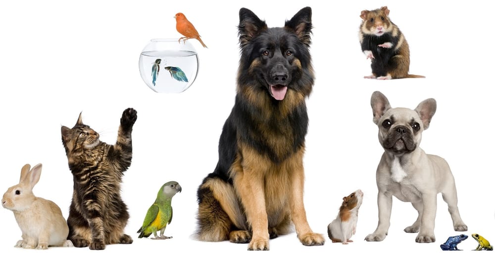 THE BIG DOG HOUSE Updated August 2024 15 Reviews 4115 S Hwy 377