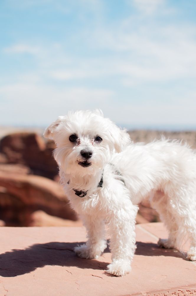 SOUTHWEST VETERINARY HOSPITAL Updated September 2024 12 Photos & 29