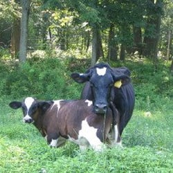 Robinson Farm