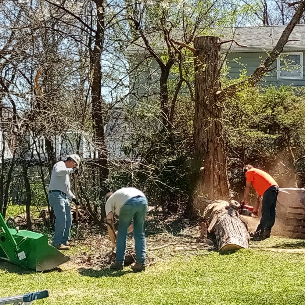 Ridgeview Tree Service - Tree Services Near Me - Lewiston, New York Ridgeview Tree Service - Tree Services Near Me - Lewiston, New York