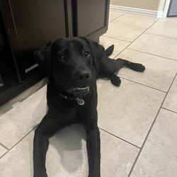 Paws for Purple Hearts