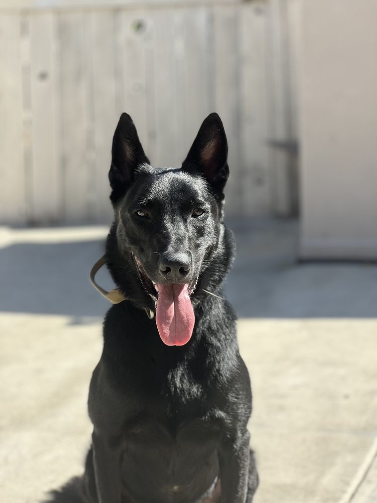 BARK BUSTERS HOME DOG TRAINING SAN DIEGO 312 Photos & 421 Reviews