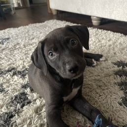 SAPA adopted pitbull puppy!!
