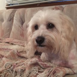 Scout my Maltese
