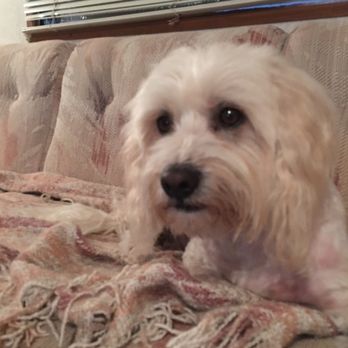 Debbie's Doghouse - Scout my Maltese - Pet Boarding Near Me - Niagara Falls, New York