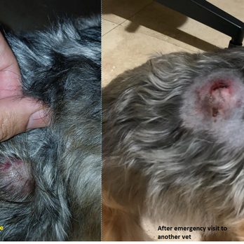 Long Beach Animal Urgent Care - Veterinarians Near Me - Long Beach, California Long Beach Animal Urgent Care - Veterinarians Near Me - Long Beach, California