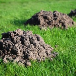 Gopher Removal and Pest Control - Catch - Mole mounds are chunky round mound with no plug hole like a gophers.