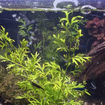 Pet Town - Black and blue shrimp - Pet Stores Near Me - Downey, California Pet Town - Black and blue shrimp - Pet Stores Near Me - Downey, California