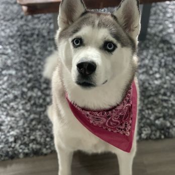 BlackPaw - Pet Groomers Near Me - Louisville, Colorado BlackPaw - Pet Groomers Near Me - Louisville, Colorado