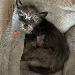 Wanda recovering in her bed thanks to Dr. Seki & Dr. Rendon!!!! Wanda recovering in her bed thanks to Dr. Seki & Dr. Rendon!!!!