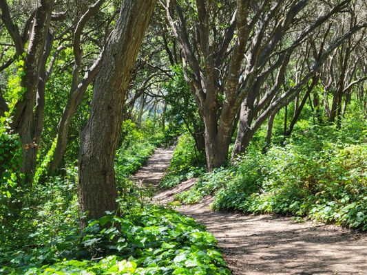 Twin Lakes State Beach by null