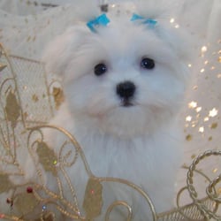 Puppy Boutique