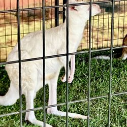 St Joseph County 4-H Fair - An albino kangaroo