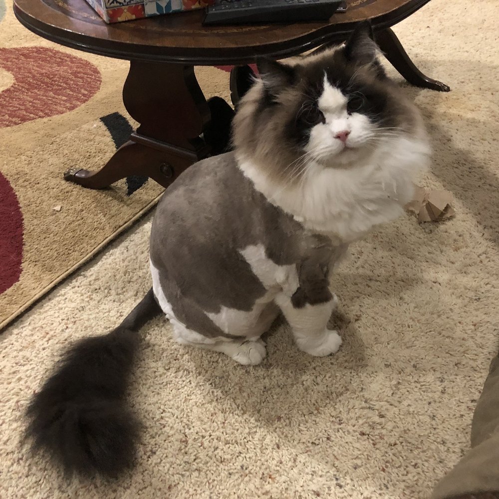 Mudpuppies Grooming - Non traumatized cat after getting cleaned up. - Pet Groomers Near Me - Oak Grove, Oregon