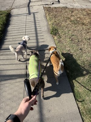 Dog Walking - Perfect for pups who need to stretch their legs, get some fresh air, and enjoy some mental stimulation during the day. Walks are available in 30 or 60 minute sessions. Dog Walking - Perfect for pups who need to stretch their legs, get some fresh air, and enjoy some mental stimulation during the day. Walks are available in 30 or 60 minute sessions.