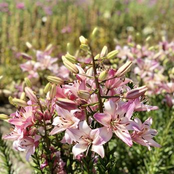 Bees N Blooms - 06/19/2020: Pink lilies - Nurseries & Gardening Near Me - Santa Rosa, California Bees N Blooms - 06/19/2020: Pink lilies - Nurseries & Gardening Near Me - Santa Rosa, California