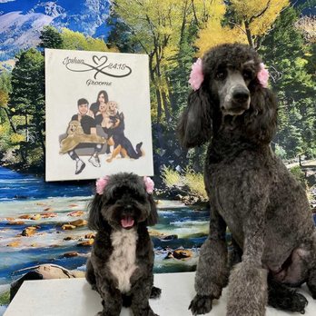 Joshua 24:15 Grooms - Azucar and Bella - Pet Groomers Near Me - Tucson, Arizona Joshua 24:15 Grooms - Azucar and Bella - Pet Groomers Near Me - Tucson, Arizona