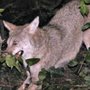 Photo of Critters Gone Urban