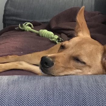 The Barking Lot - Sleepy guy after some fun in the park. - Animal Shelters Near Me - Ramona, California The Barking Lot - Sleepy guy after some fun in the park. - Animal Shelters Near Me - Ramona, California
