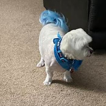Groomed By Pink - Dog grooming - Pet Groomers Near Me - Guy, Texas Groomed By Pink - Dog grooming - Pet Groomers Near Me - Guy, Texas
