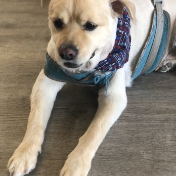 The Bark ‘N Barber - Yoshi looking like a puppy again! - Pet Groomers Near Me The Bark ‘N Barber - Yoshi looking like a puppy again! - Pet Groomers Near Me