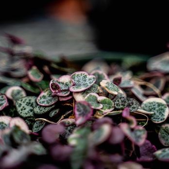 Alpine Nursery & Landscape - a closeup of a potted plant - Nurseries & Gardening Near Me - Puyallup, Washington