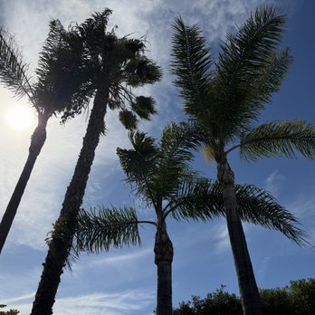 Charles Tree Service - Tree Services Near Me - Lemon Grove, California