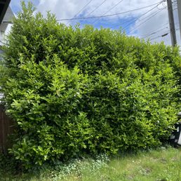 Front side laurels