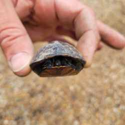 Turtle Pond Campground - We protect our wildlife, and help it cross the street, no matter how small.
