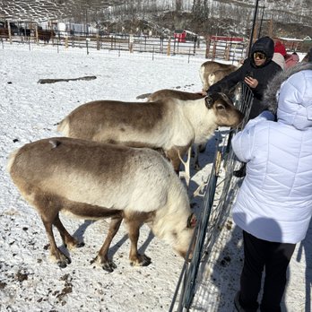 Reindeer Farm - Zoos Near Me - Palmer, Alaska Reindeer Farm - Zoos Near Me - Palmer, Alaska