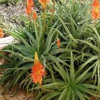 Victory Garden Nursery - Aloe succulents - Nurseries & Gardening Near Me - Encinitas, California Victory Garden Nursery - Aloe succulents - Nurseries & Gardening Near Me - Encinitas, California