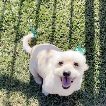 Zoom 2 Groom - Pet Groomers Near Me - Montrose, California Zoom 2 Groom - Pet Groomers Near Me - Montrose, California