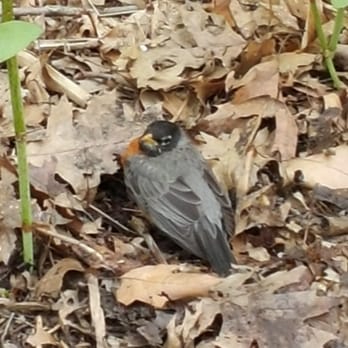 Clove Lakes Park - Random chubby bird. - Parks Near Me - Staten Island, New York