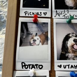 four dogs in different locations four dogs in different locations