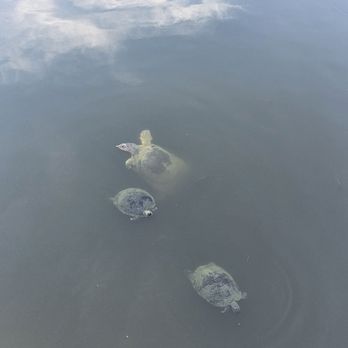 Wolf Bay at Orange Beach - Seafood Near Me - Orange Beach, Alabama