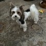 Photo of Stinky Dog Grooming