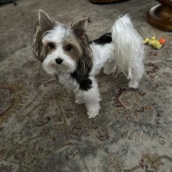Stinky Dog Grooming - Lexie. Biewer Terrier 2 yrs.