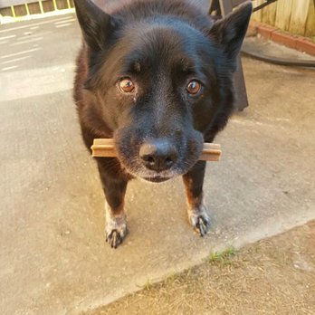 Buddy's Place Canine Behavior - Genee excited for her morning dentistix and walk! - Pet Training Near Me - Bryan, Texas