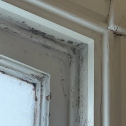 black mold