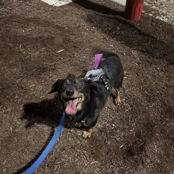 Tesla Supercharger - La Vale - There's a small area for pets to do their business. - EV Charging Stations Near Me - La Vale, Maryland Tesla Supercharger - La Vale - There's a small area for pets to do their business. - EV Charging Stations Near Me - La Vale, Maryland