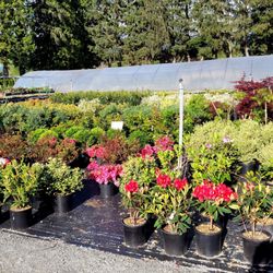 Muldoon Greenhouses - Perennials