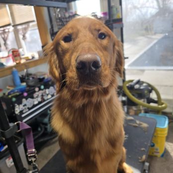Joyful Paws - This gentle boy is always happy to come for a groom! - Pet Groomers Near Me - Perrysburg, Ohio Joyful Paws - This gentle boy is always happy to come for a groom! - Pet Groomers Near Me - Perrysburg, Ohio