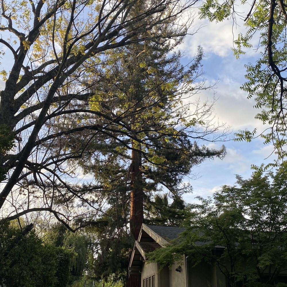 McMillan Tree Services - Our redwood tree before the big day; intact. - Tree Services Near Me - Chico, California McMillan Tree Services - Our redwood tree before the big day; intact. - Tree Services Near Me - Chico, California
