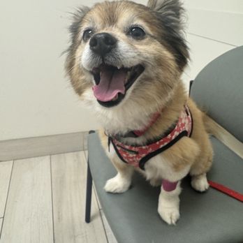 Echo Vet Cardio - Veterinarians Near Me - Tustin, California