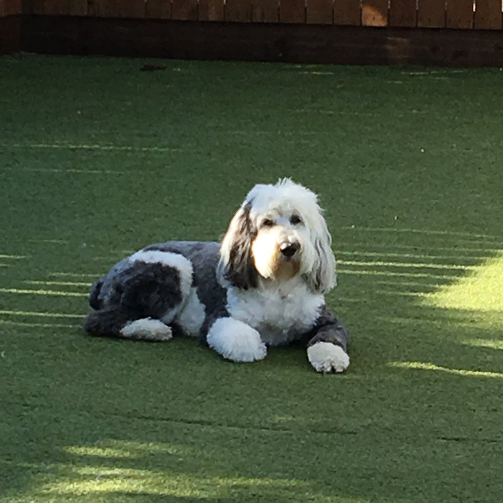 ALL PAWS STAY N PLAY STAYNER’S DOGGIE RETREAT Updated September 2024