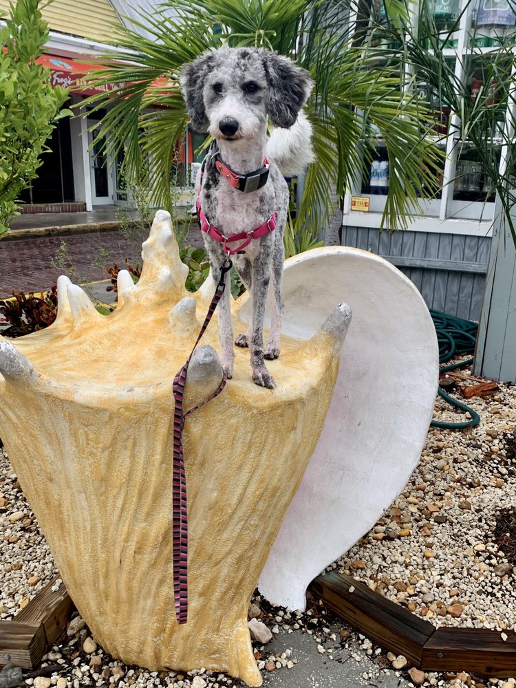 Island Dog Grooming Image