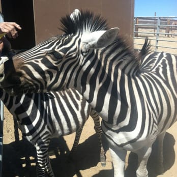 Windswept Ranch - Petting Zoos Near Me - Rosamond, California